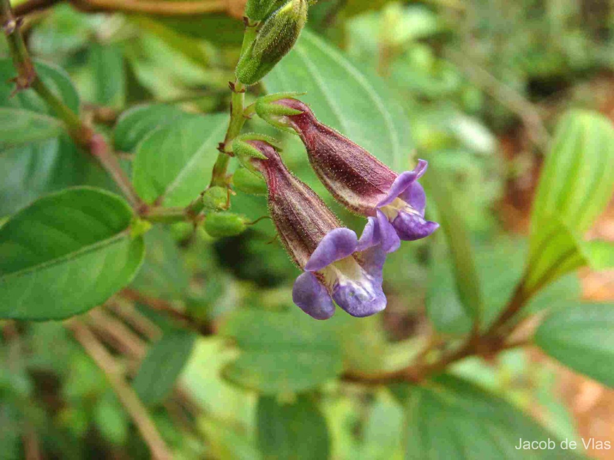 Asystasia variabilis (Nees) Trimen